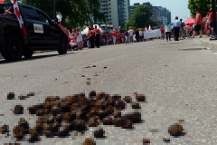 Horse droppings