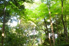 大神神社参道